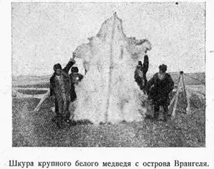 Белый медведьэто по существу знакомый нам род медведя но обладающий белым - фото 3