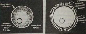 Рис 11 Человеческая яйцеклетка а двенадцать сперматозоидов позволяющие - фото 11