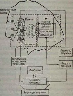 Рис 24 Схема функциональной системы ОА обстановочная афферентация ПА - фото 24