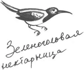 Роз Мбиква стояла в спальне своего дома на СеренгетиГарденз в ХэттонРайз - фото 9