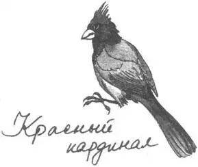 Танцует переспросил мистер Малик Роз Мбиква с Гарри Ханом Ну да - фото 13