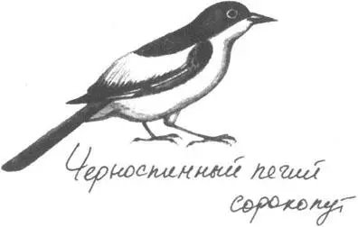 Я упоминал что мистер Малик редко говорит о своем сыне Радже Но не объяснил - фото 21