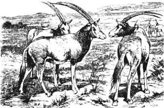 Рис20 Antilope leucoryx Памятники вавилонского искусства показали нам каков - фото 23