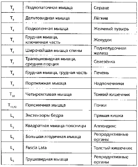Необходимо помнить и о взаимосвязях мышц с внутренними органами Такой раздел - фото 2