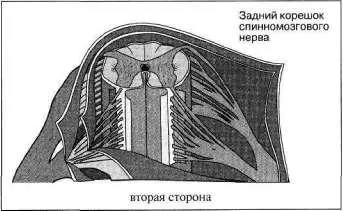 Рис 185 Мы так много места уделили анатомии потому что это вообще модель - фото 236