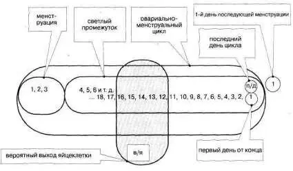 Рис 247 Живет яйцеклетка 612 часов редко до сутокСамое позднее овуляция - фото 306