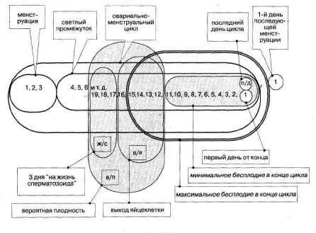 Рис 249 Про бесплодие в конце цикла мы договорились минимум 11 максимум 15 - фото 308