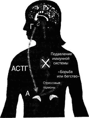 Механизм включения ГГАоси внешним раздражением достаточно прост Когда мозг - фото 23