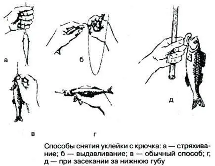 В летнее время уклейка хорошо берется на комнатную муху но муха слабо держится - фото 35