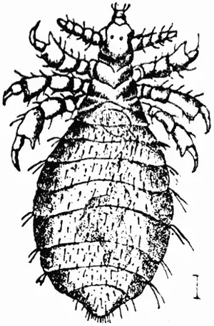 Рис 31 Собачья вошь Haematopinus piliferus Рис 32 Собачий власоед - фото 7