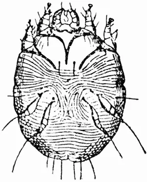Рис 33 Чесоточный клещ Sarcoptes squamiferus Рис 34 Зудень Sarcoptes - фото 9
