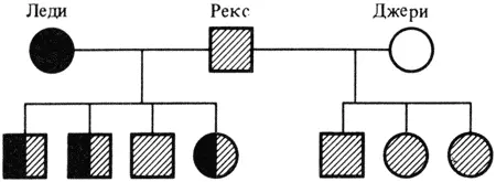 Рис 5 Родословная 9 Рис 6 Родословная 3 Рис 7 Родословная 7 - фото 15