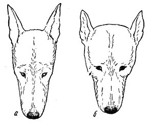 Рис 2 Формы головы а клинообразная голова высоко поставленные уши косой - фото 2