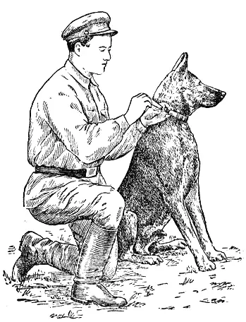 Рис 8 Служба связи перед посылом В СССР собаководство организовано на - фото 8