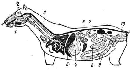 Рис 40 Схема расположения внутренних органов млекопитающего 1 ротовая - фото 41