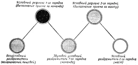 Рис 99 Схема отработки условных рефлексов 1го и 2го порядка Значение - фото 105