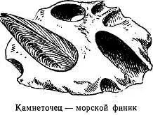 Камнеточцы могут причинять большой вред разрушая портовые сооружения - фото 58