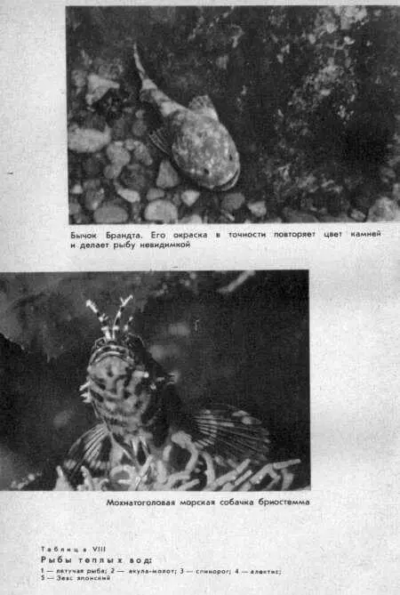 Примечания 1 Канны переносные аквариумы с крышками 2 Саргассово море - фото 59