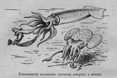 Так вы возьмите побольше каракатиц настаивал бригадир Больше не стоит - фото 9