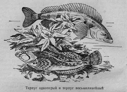 Сероватое облачко состоящее из какихто мелких существ похожих на мальков - фото 13