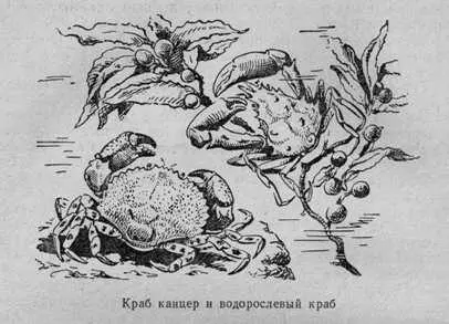 На камнях сидели уже знакомые черные колючие ежи нудусы и короткоиглые - фото 16