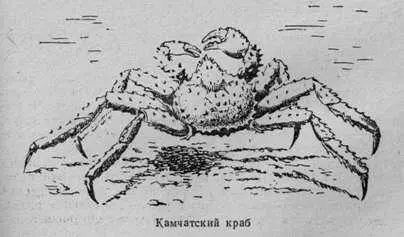 Чем моложе животное тем интенсивнее рост и тем чаще происходит линька - фото 18