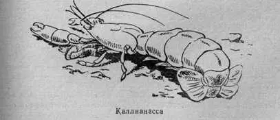 В первые дни работы у Рисовой пади состоялось мое знакомство с приморскими - фото 23