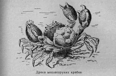 Очень драчливы маленькие водорослевые крабы пугеттии Их часто находишь - фото 25