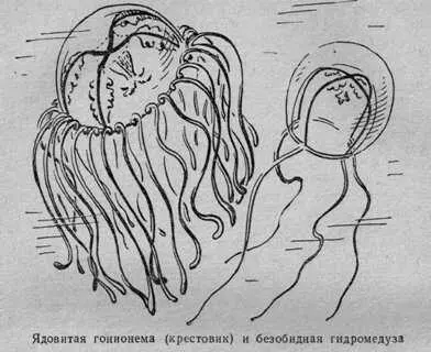 Гонионему называют также медузой крестовиком на ее прозрачном куполе отчетливо - фото 27