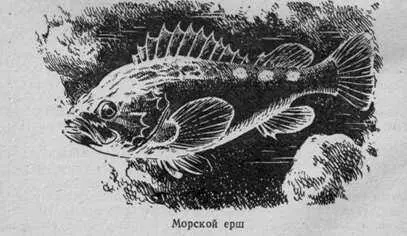 А помнишь ты рассказывал что морские ленки охраняют икру напомнил Юра - фото 29