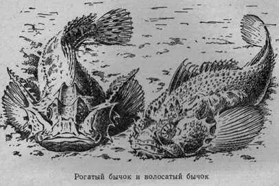Странные рыбы полупрозрачные сплющенные с боков похожие на большие ломти - фото 36