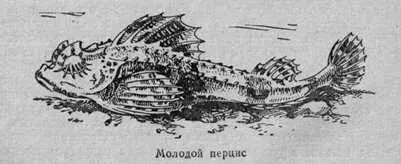 Круглоперы напоминали колючие плоды растений Вздутые головастые рыбки - фото 37