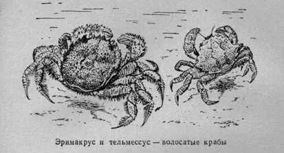 Волосатые крабы кажутся приземистыми плотными У них массивный панцирь и - фото 39