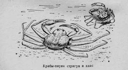 Из других ракообразных попались шримсымедвежата с колючим грязноватовосковым - фото 40