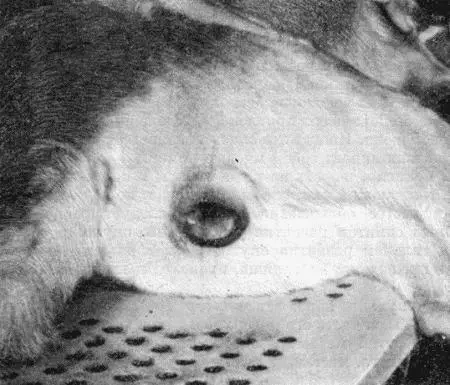 Рис 158 Злокачественная опухоль клитора собаки Если опухоль поражает клитор - фото 161