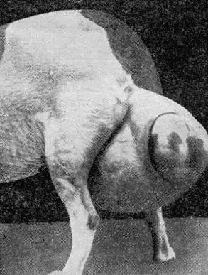 Рис 160 Опухоль преддверия влагалища достигшая больших размеров Единственным - фото 163