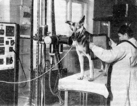 Рис 162 Просвечивание грудной клетки собаки Расстояние от трубки до экрана - фото 165