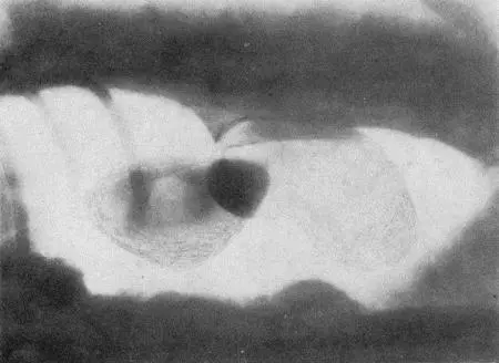 Рис 167 Пневмоперитониум у собаки В случае беспокойства животного вызванного - фото 170