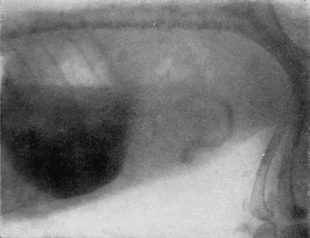 Рис 168 Рентгенограмма с желудка собаки с сернокислым барием Количество - фото 171