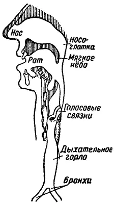 Рис 3 Схема устройства голосового аппарата Когда мы дышим голосовые связки - фото 5