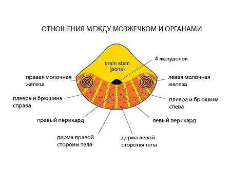 Определение ведущей руки представляет исключительную важность для выявления - фото 10