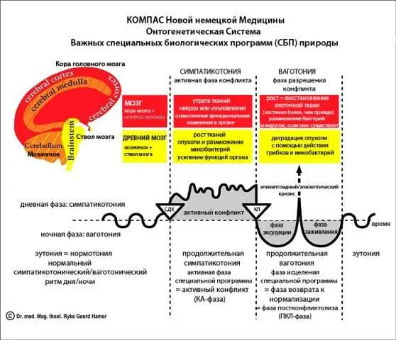 Диаграмма вверху компас ННМ показывает что все органы и ткани которыми - фото 13