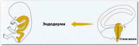 Все органы и ткани развившиеся из эндодермы состоят из аденоидных клеток - фото 20