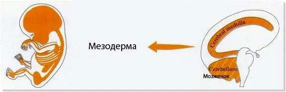 Все органы и ткани ведущие происхождение от старой части мезодермы состоят из - фото 28
