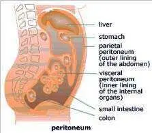 Атака на область брюшины peritoneum в переносном смысле может - фото 29