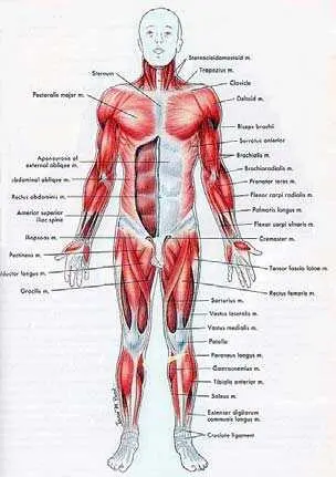 Точная локализация симптомовартрит атрофия мышц тендинит определяется - фото 35
