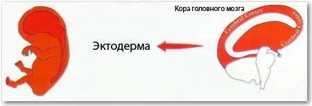 Все органы и ткани ведущие происхождение от эктодермы строятся из сквамозных - фото 40