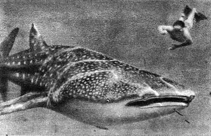 Аквалангист в море рядом с китовой акулой Фотография сделана Гансом Хассом - фото 69