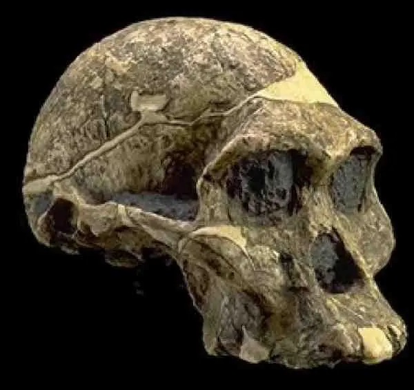 Australopithecus africanus Большинство ученых сочли нужным усомниться - фото 17