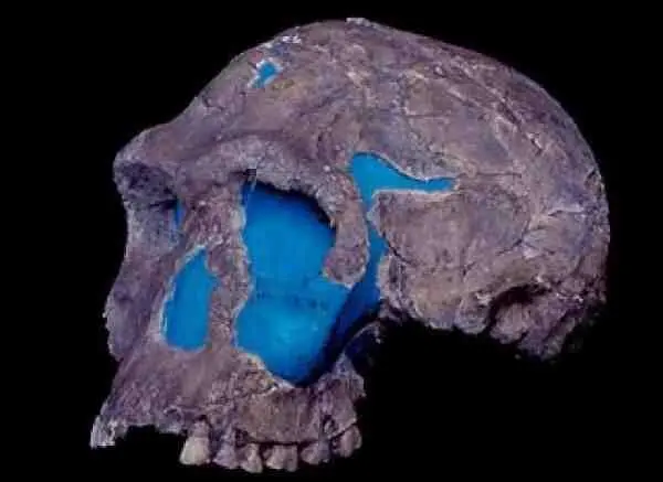 Homo habilis Зинджантроп по всем статьям австралопитек обезьяна Но коли они - фото 22